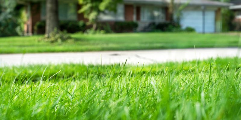 Grass Blades Folding in Half