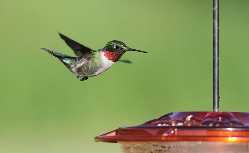 Keeping Birds Near Air Conditioning
