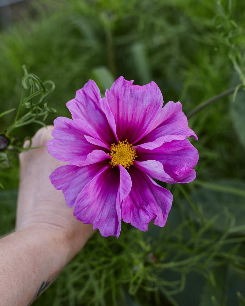 Cosmos