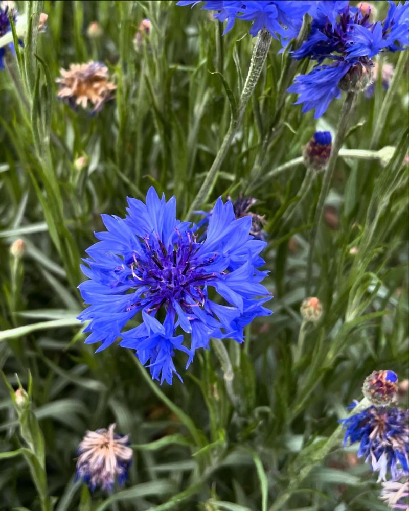 Dwarf Cornflowers