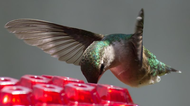 Using Commercial Hummingbird Nectar