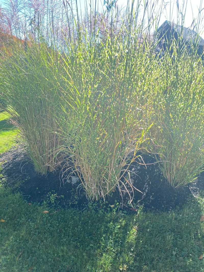 Creating A Flat Garden Without Structural Elements