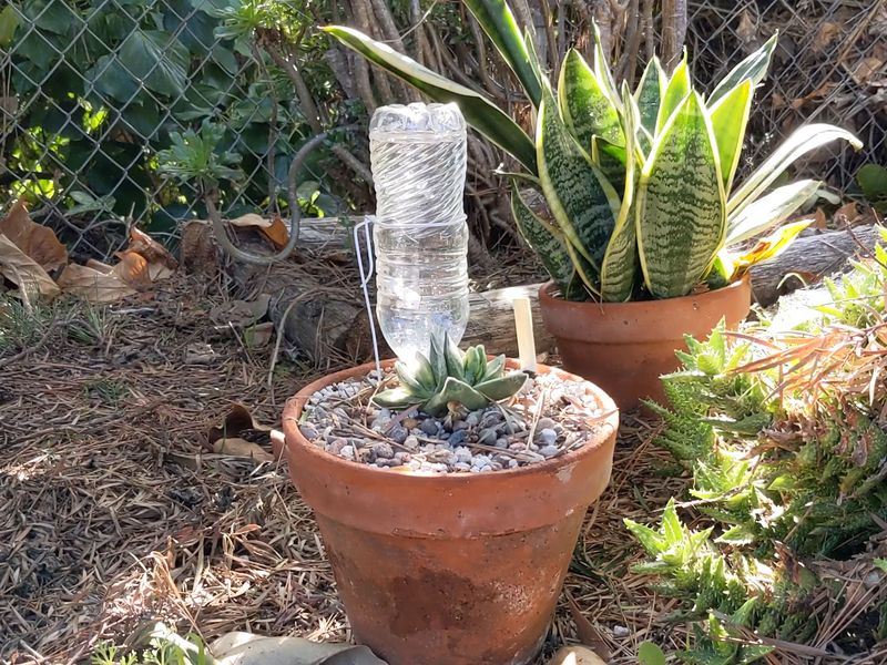 Inconsistent Watering