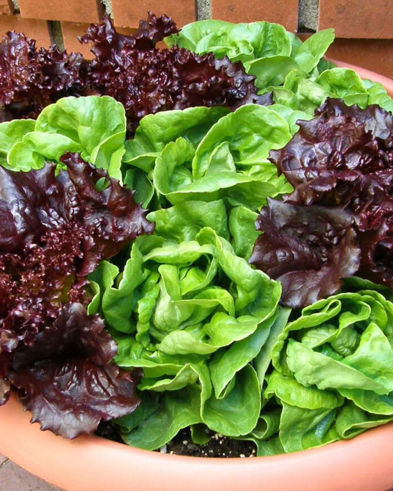 Planting Fall Vegetables Too Late