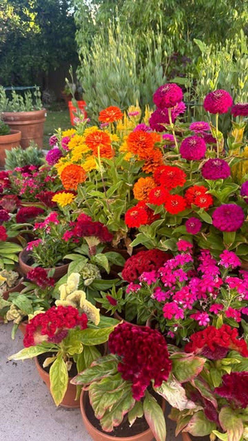 Midday Watering Mistakes