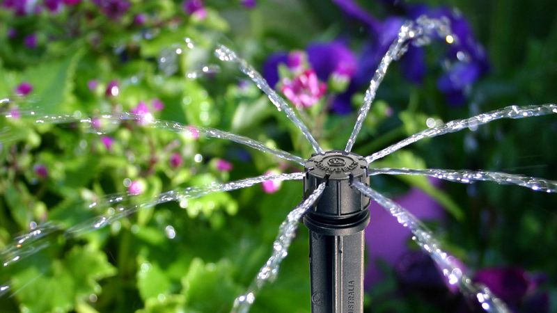 Improper Watering Techniques