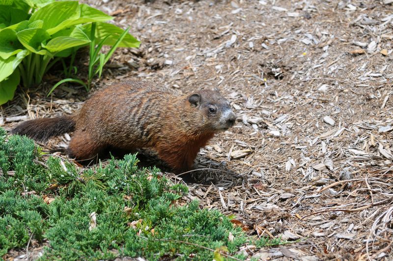Underestimating Wildlife Desperation