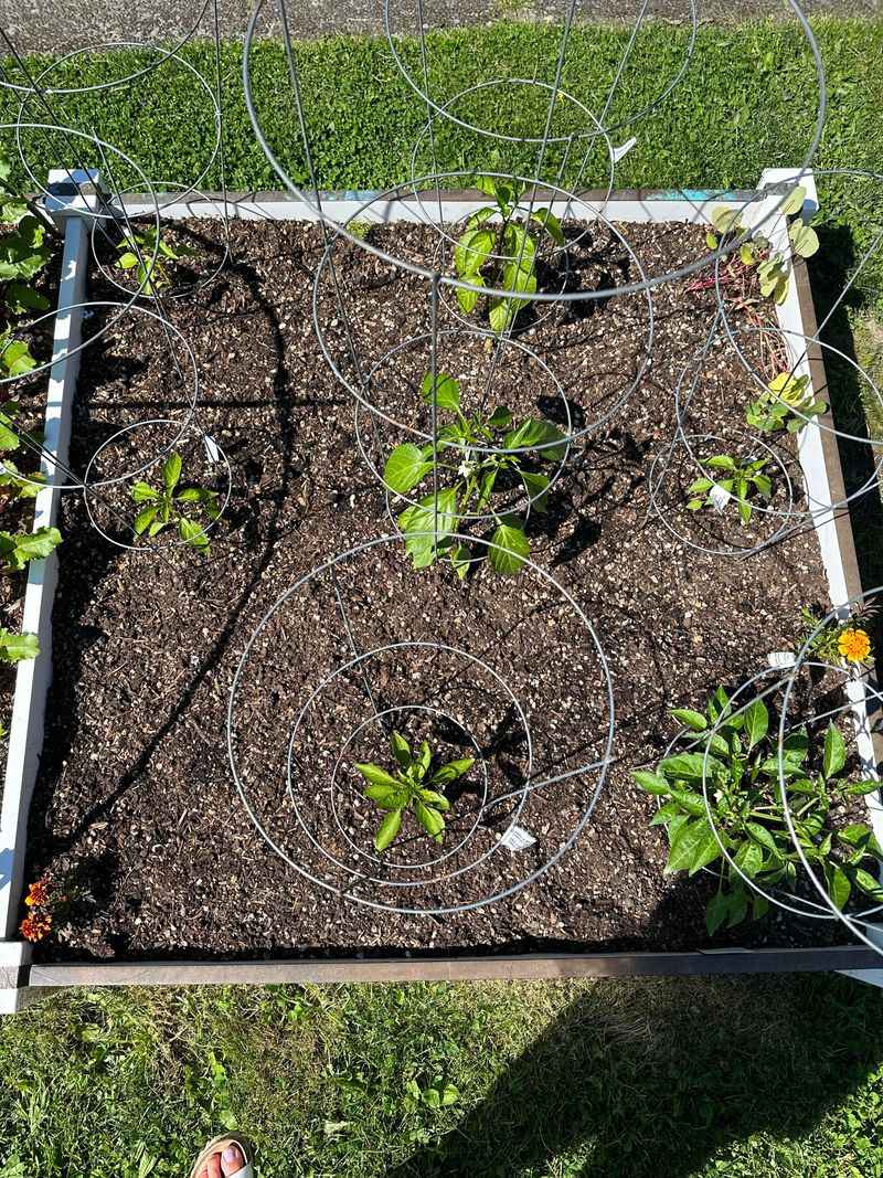 Planting At Midday