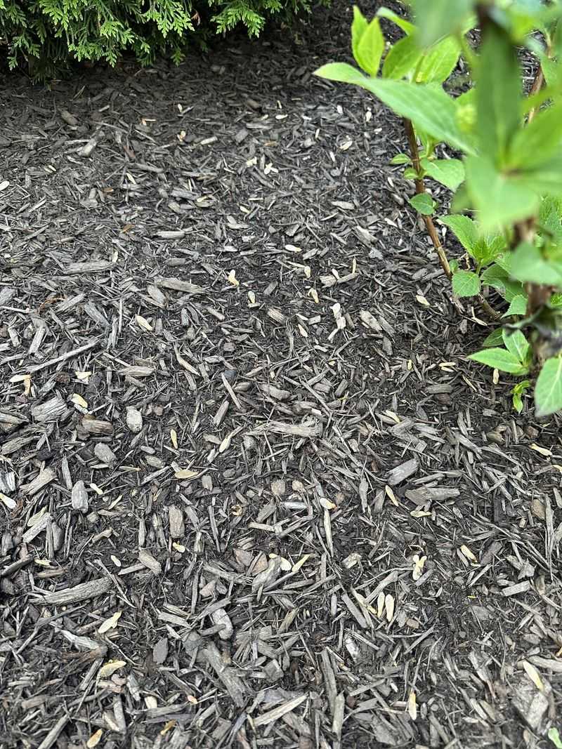 Using Dyed Mulch Near Edibles