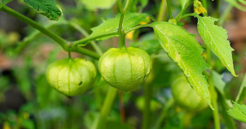 Using Chemical Fertilizers Excessively