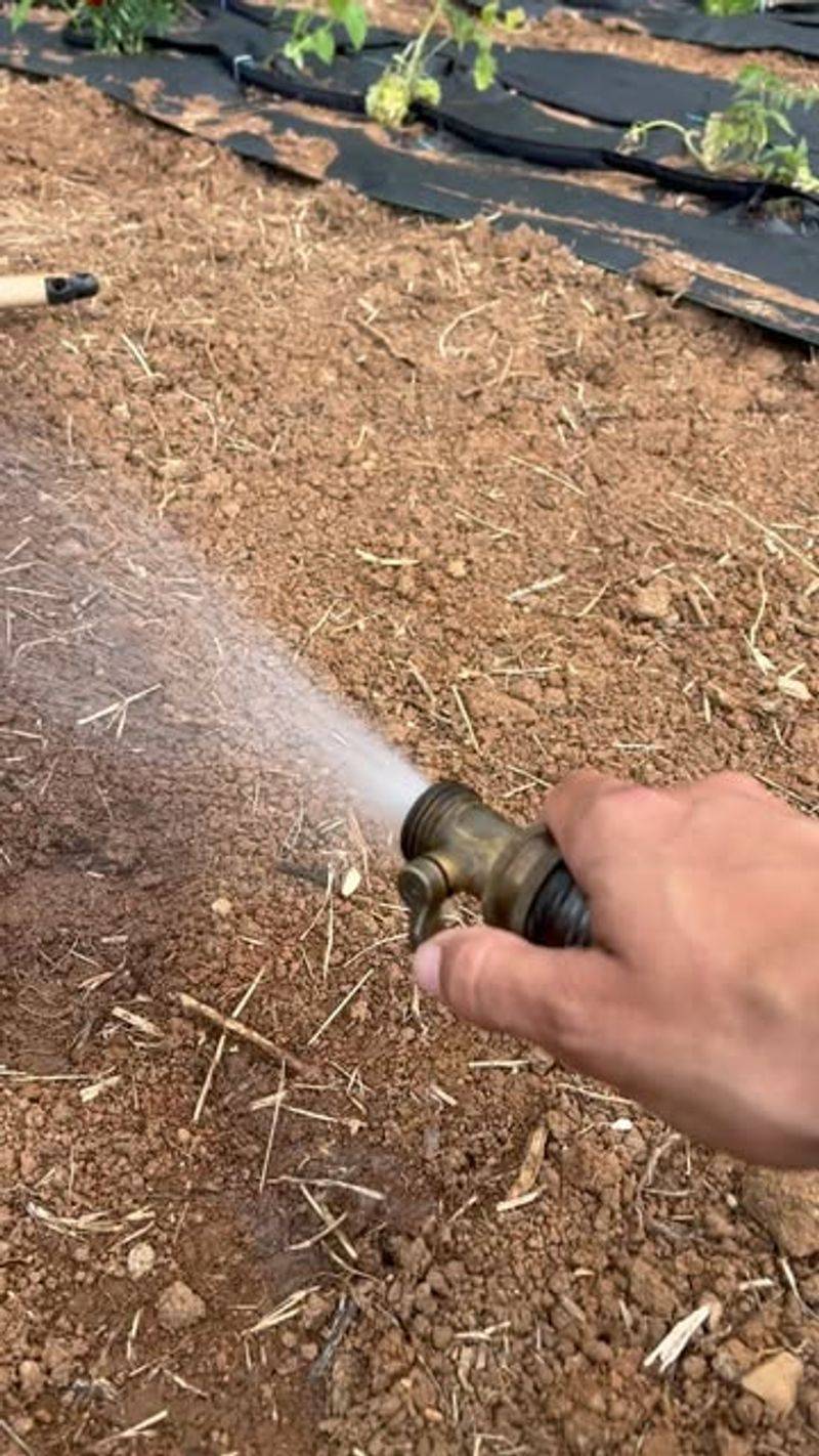 Watering the Leaves Instead of the Soil