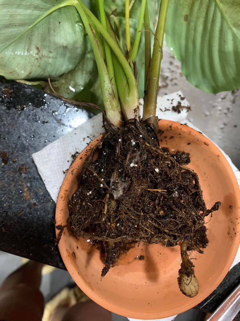 Watering Without Checking Root Health
