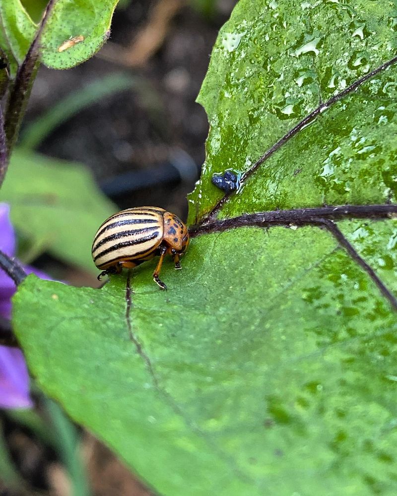 Colorado Potato Beetles
