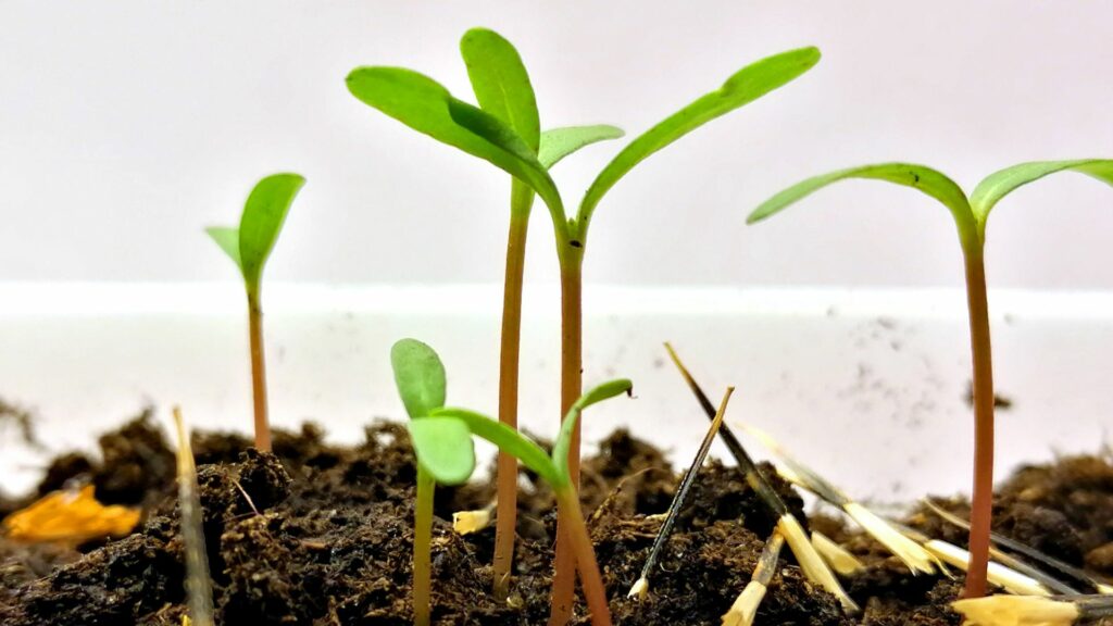 seedlings