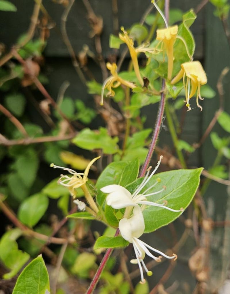 Japanese Honeysuckle