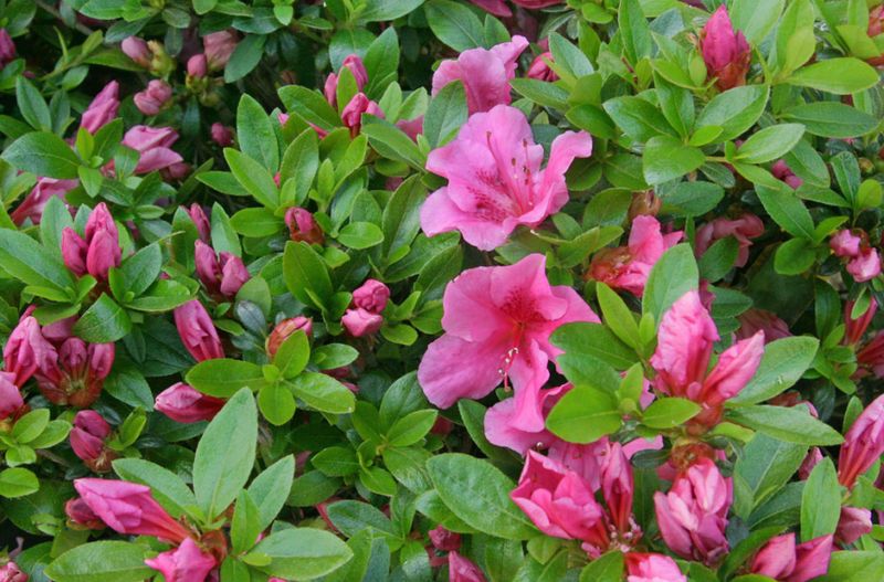 Azaleas