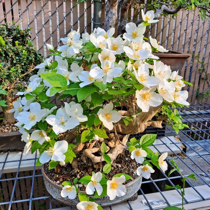Mock Orange Needs Post-Bloom Cleanup
