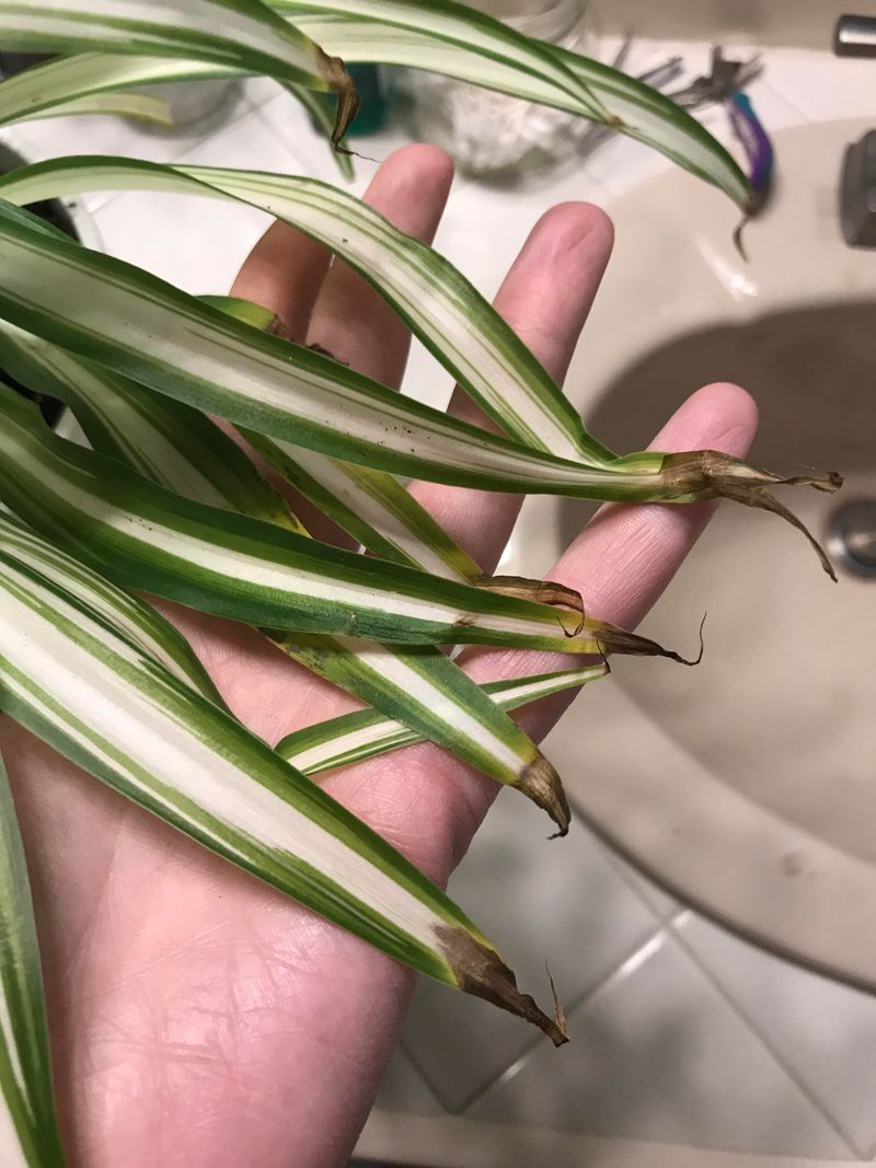 Leaf Tips Turn Brown And Crispy