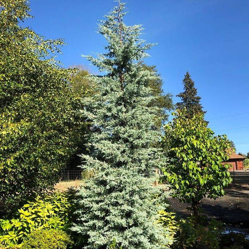 Arizona Cypress