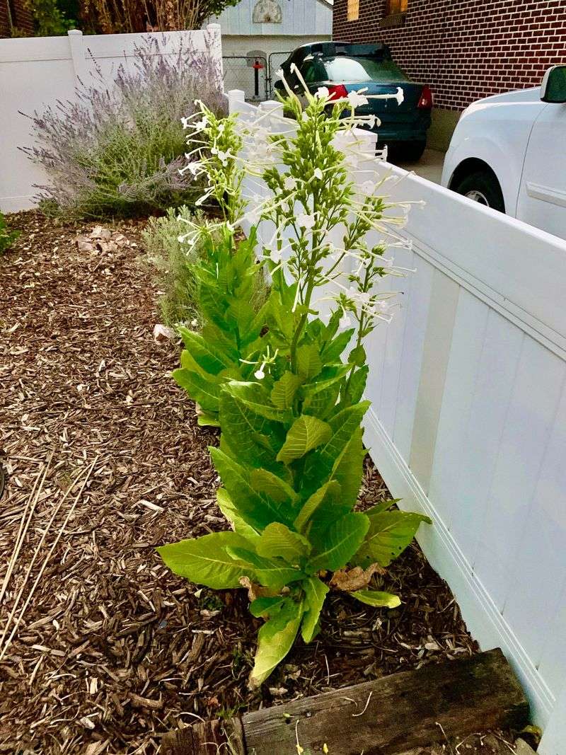 Nicotiana