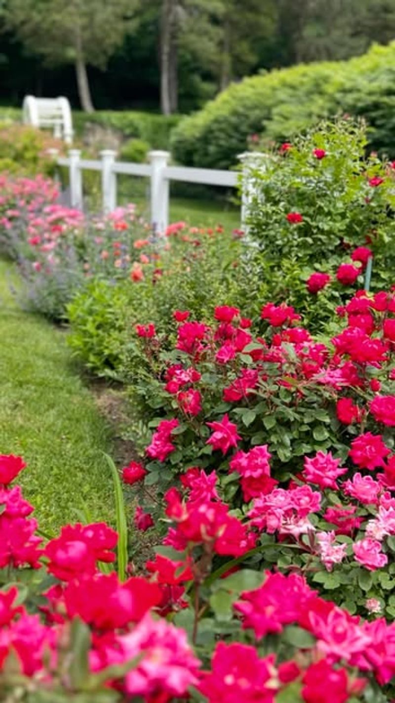 Rainbow Garden That Celebrates Rain and Sun