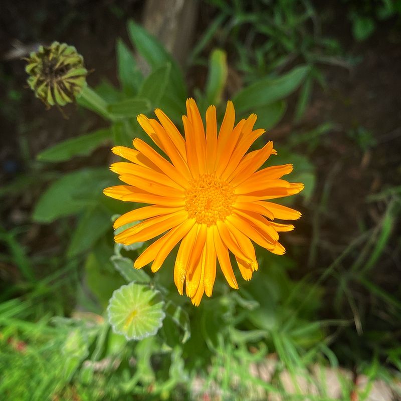 Cheerful Calendula