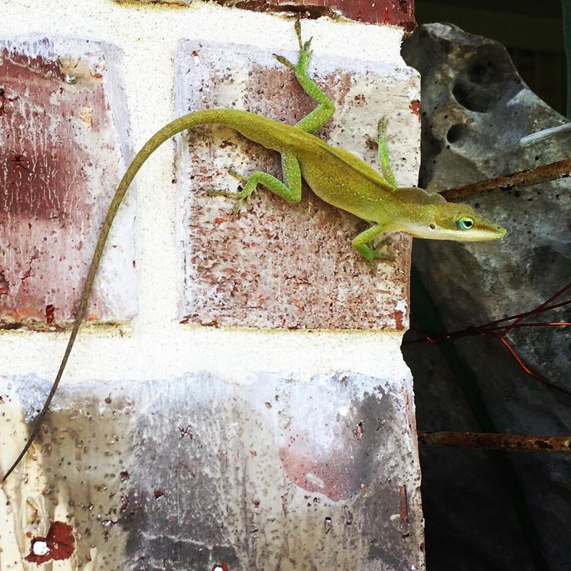 Anole Lizard