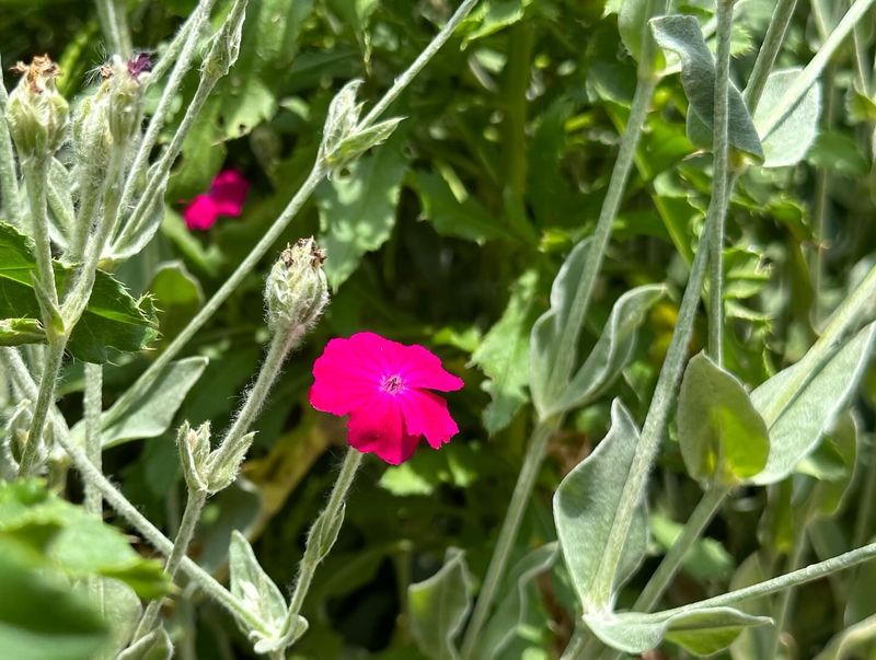 Lychnis