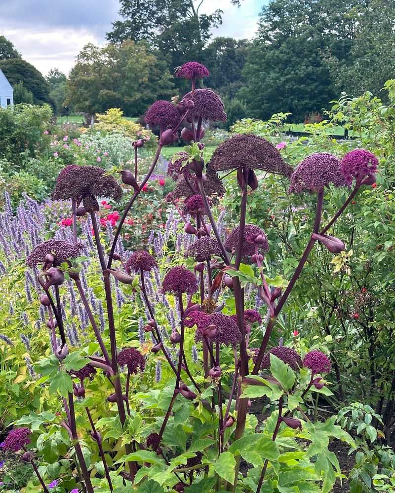 Angelica