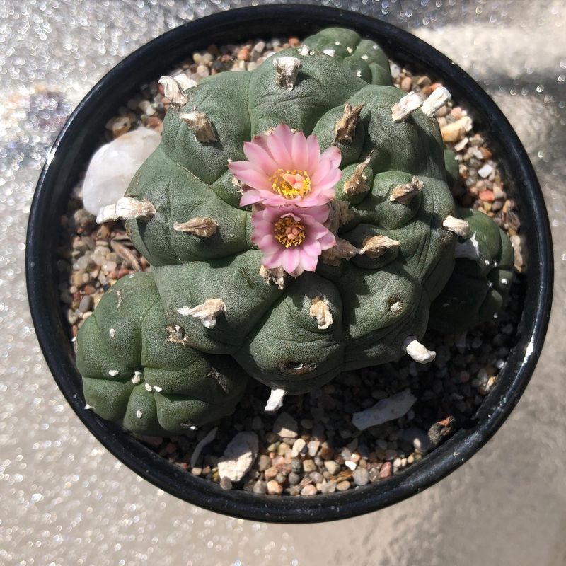 Peyote: The Divine Cactus