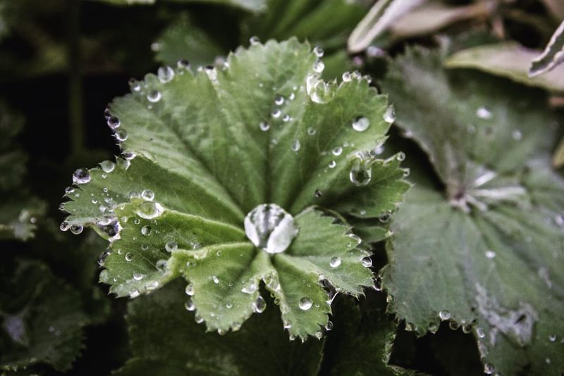 Lady's Mantle: The Dew Catcher