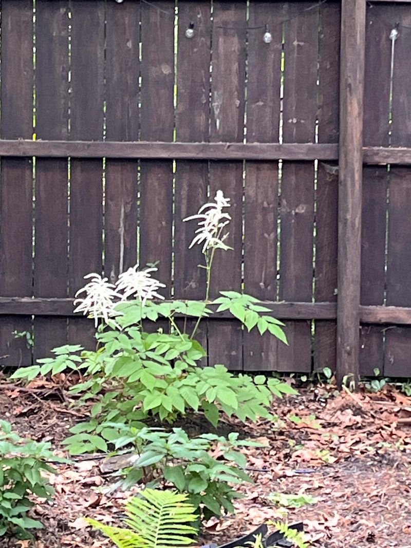 Goat's Beard