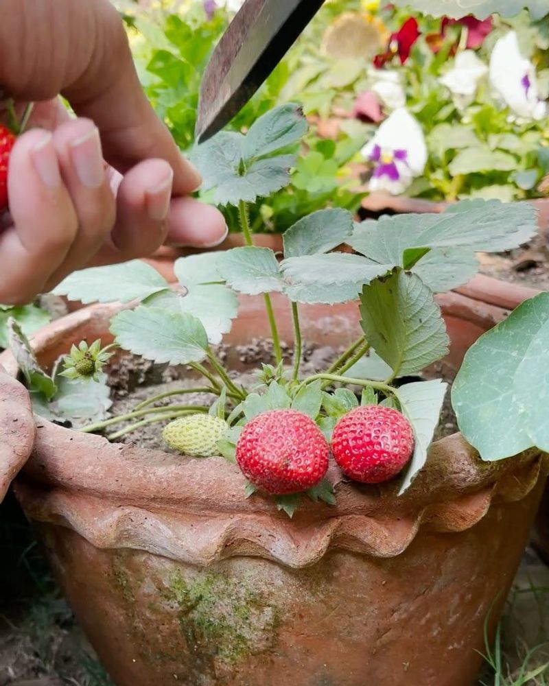 Space-Saving Strawberries