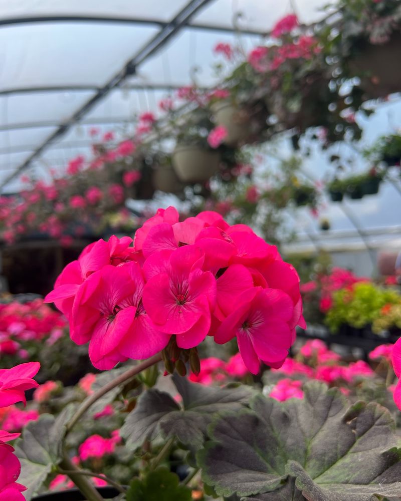 Reliable Geraniums