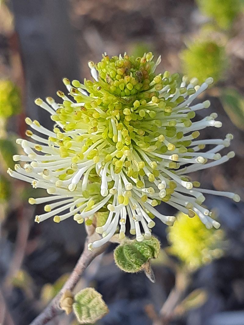Dwarf Fothergilla