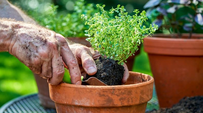Low-Maintenance Greenery