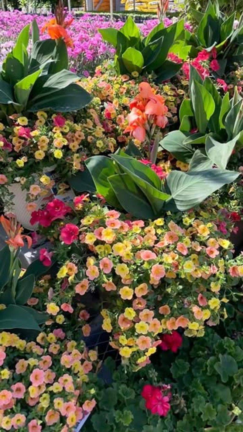 Overlooking Bloom Times And Creating Flower Gaps