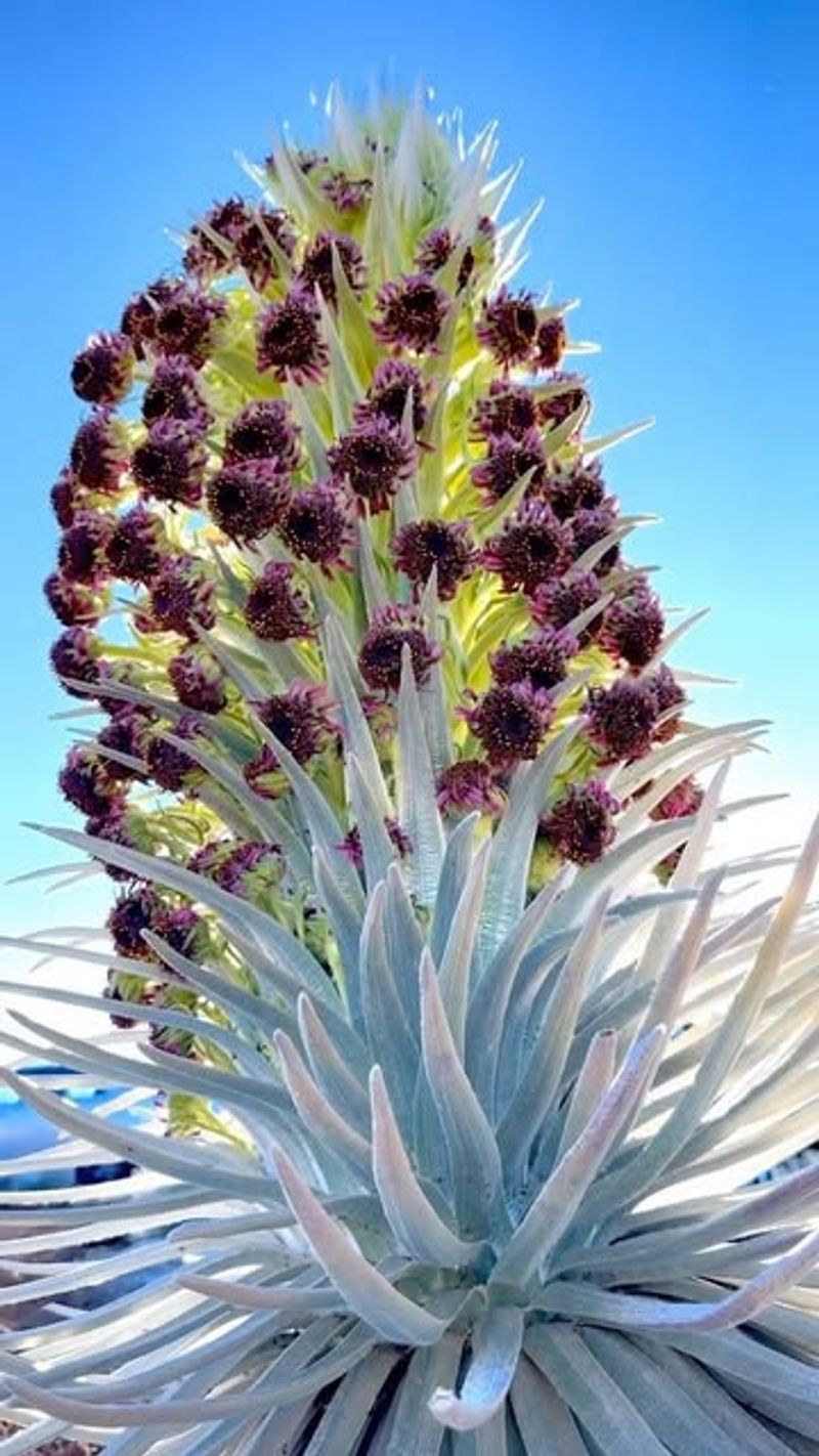 Haleakalā Silversword (Argyroxiphium sandwicense)