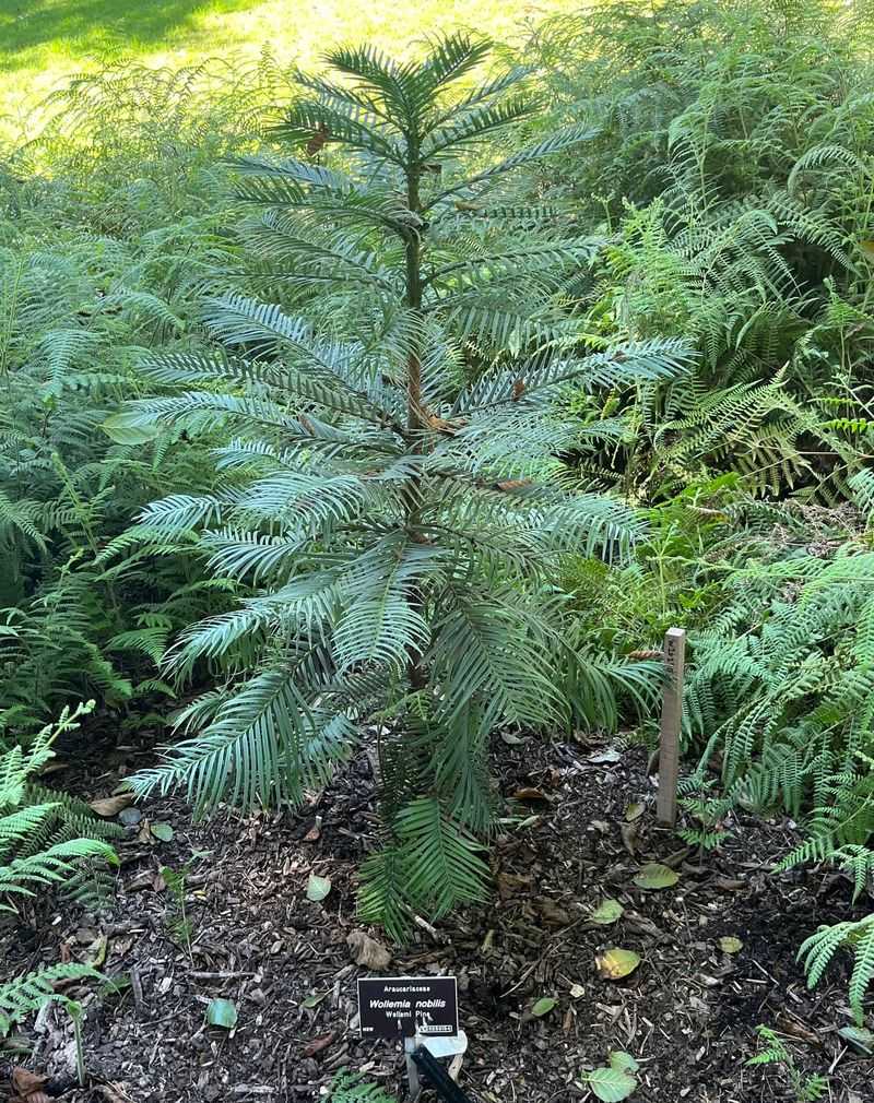 Wollemi Pine (Wollemia nobilis)