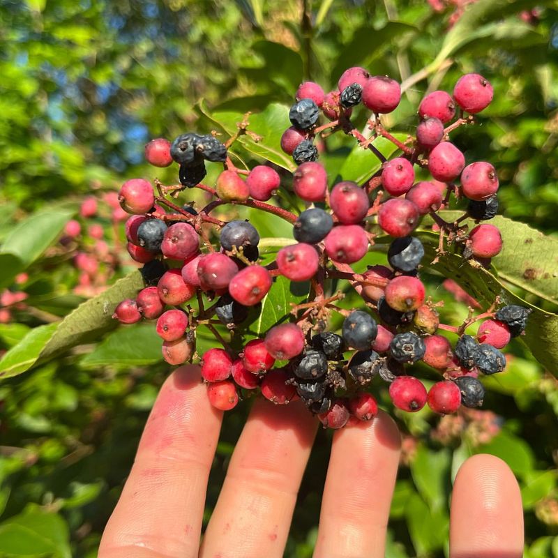Possumhaw Viburnum