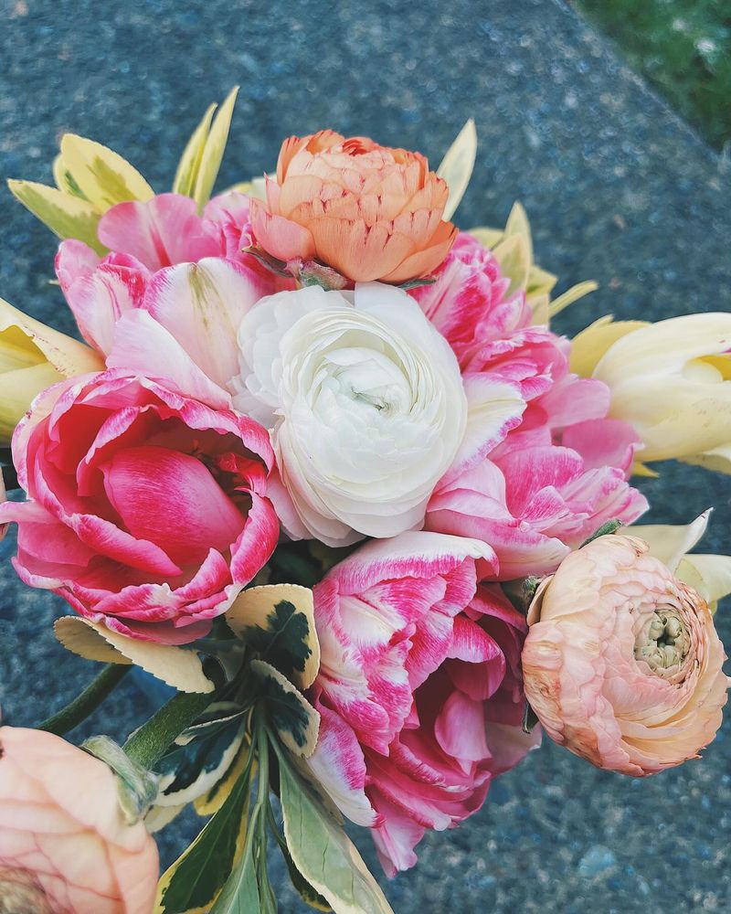 Ranunculus