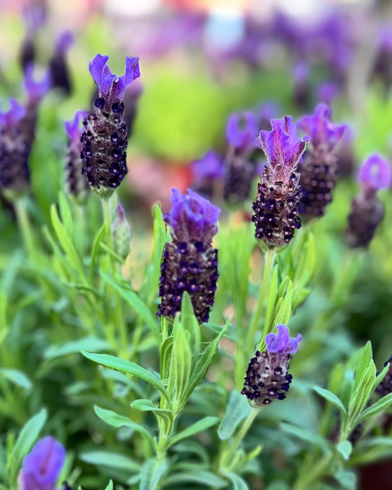 Spanish Lavender (Lavandula stoechas)