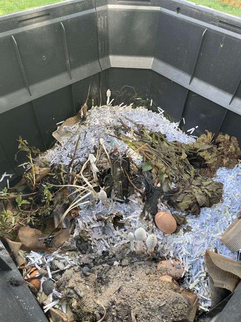 Mushroom Compost