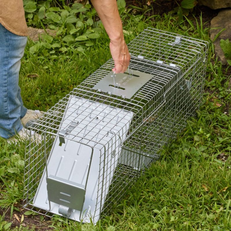 Set Up Humane Traps