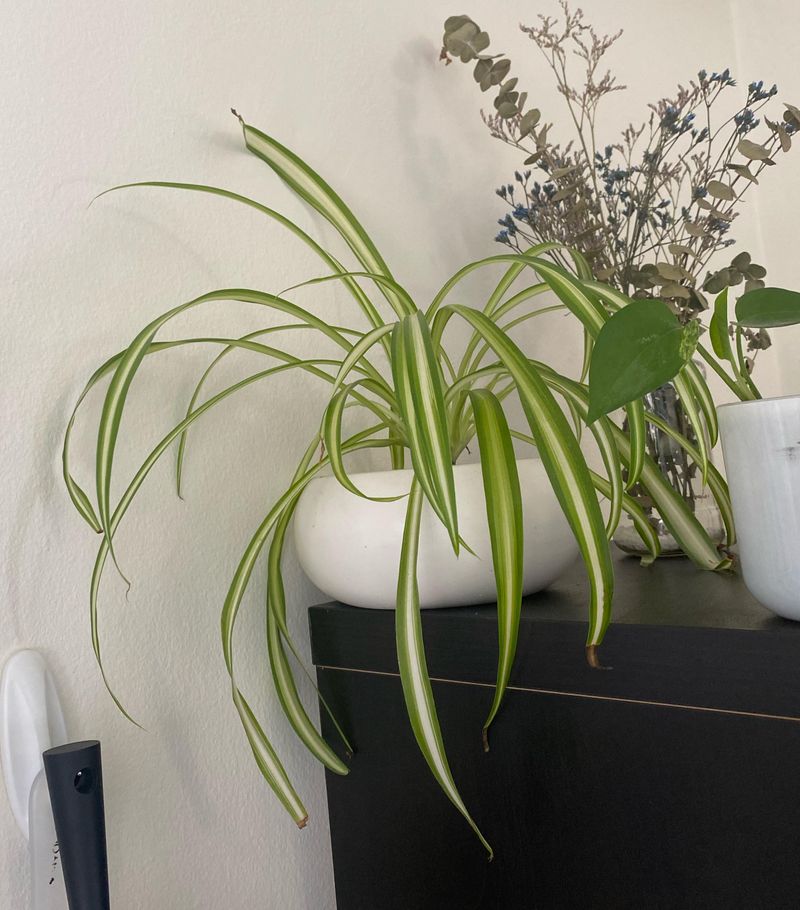Recovery Care: Light Watering Schedule