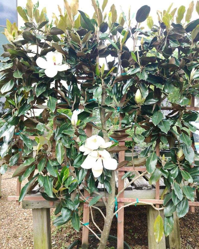 Dwarf Southern Magnolia