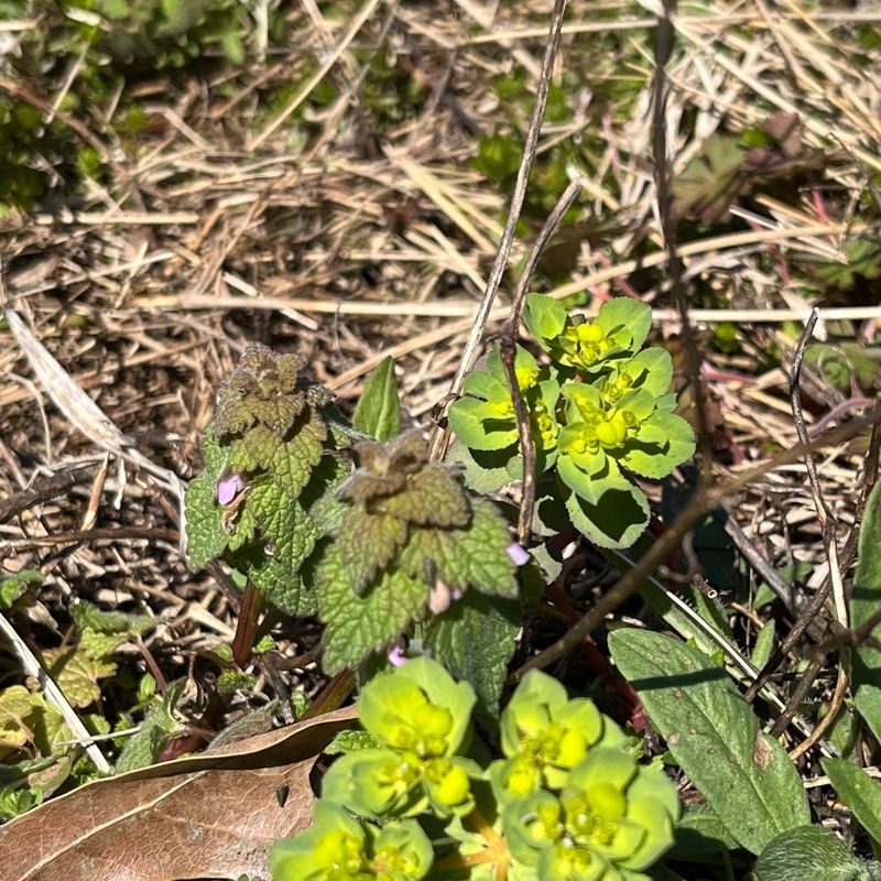 Euphorbia