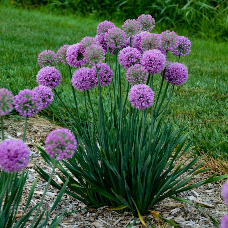 Alliums