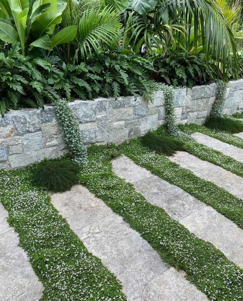 Dichondra 'Silver Falls'