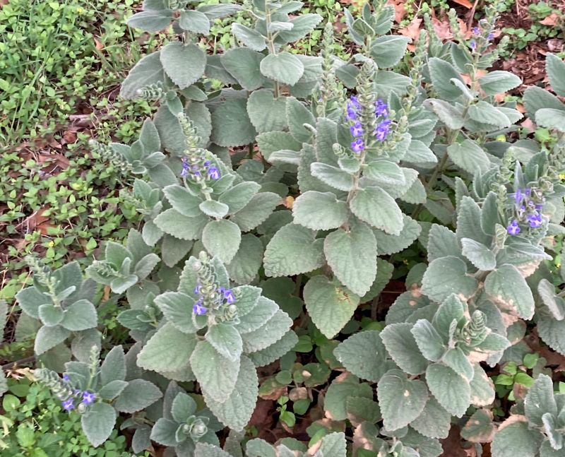 Heartleaf Skullcap (Scutellaria ovata)